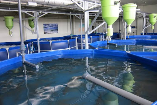 varmepumpe til Aquaculture pool
